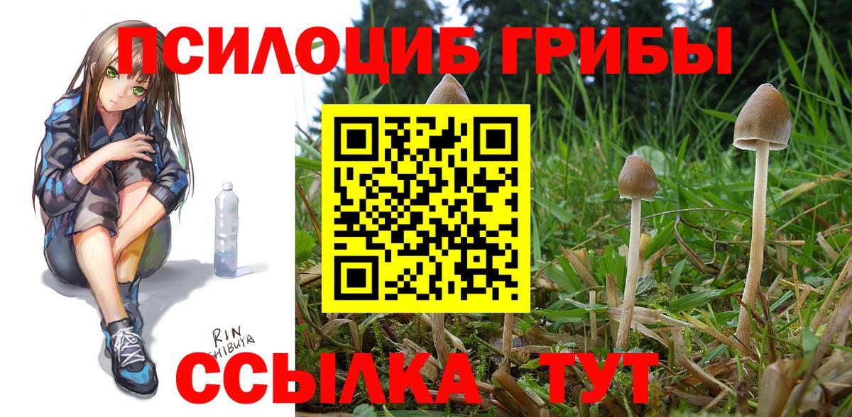 Галлюциногенные грибы Psilocybe Черногорск